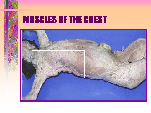 MUSCLES OF THE CHEST