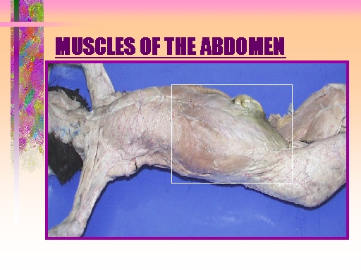 MUSCLES OF THE ABDOMEN