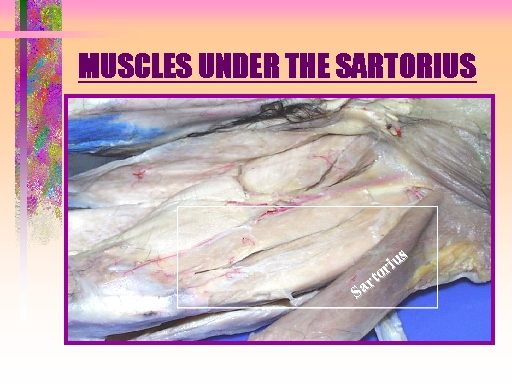 MUSCLES UNDER THE SARTORIUS