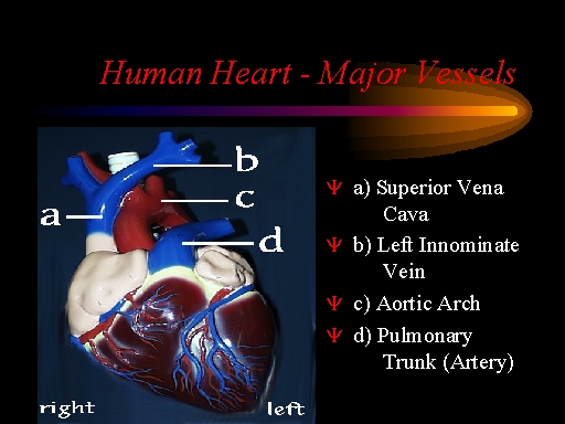 Human Heart - Major Vessels