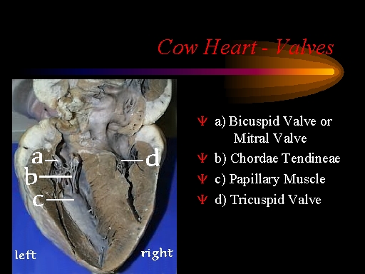 Cow Heart Valves