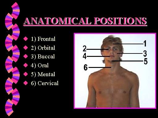 ANATOMICAL POSITIONS