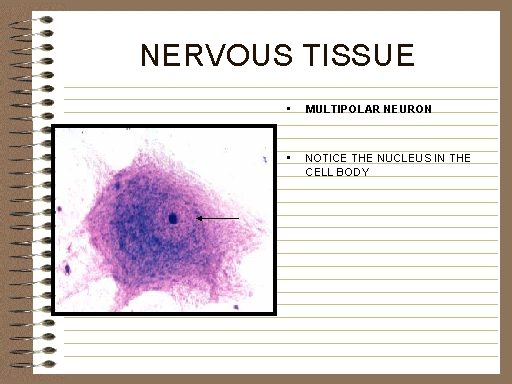 NERVOUS TISSUE